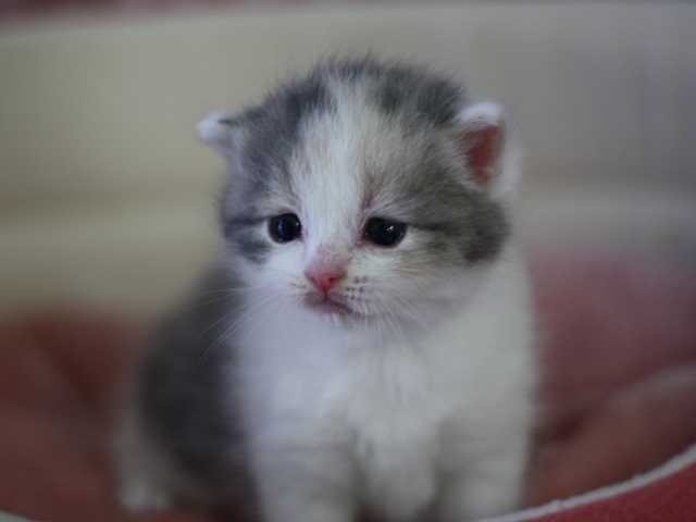 スコティッシュフォールドの子猫画像
