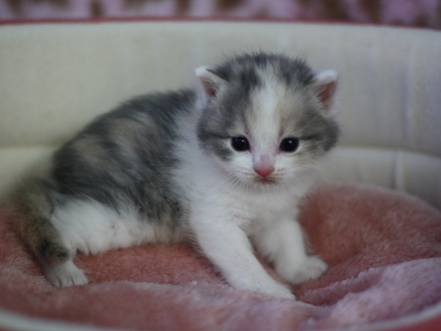 スコティッシュフォールドの子猫画像