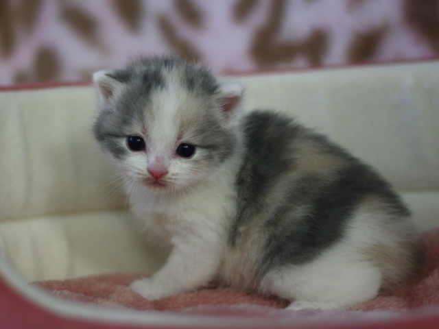 スコティッシュフォールドの子猫画像