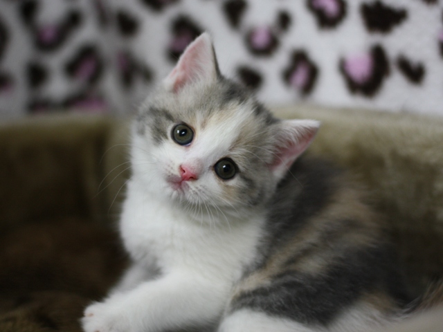 スコティッシュフォールドの子猫画像