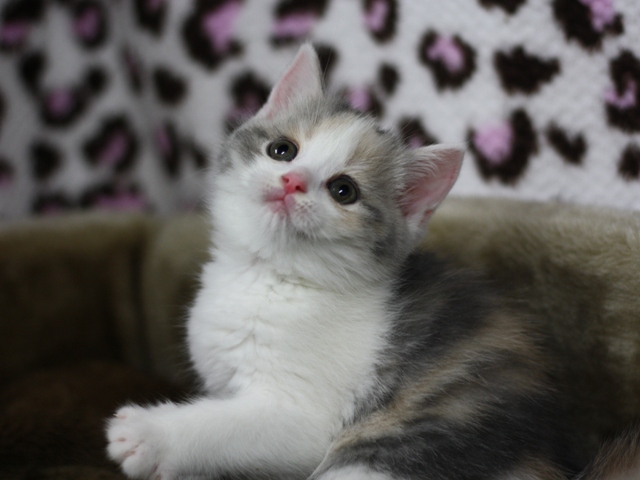 スコティッシュフォールドの子猫画像
