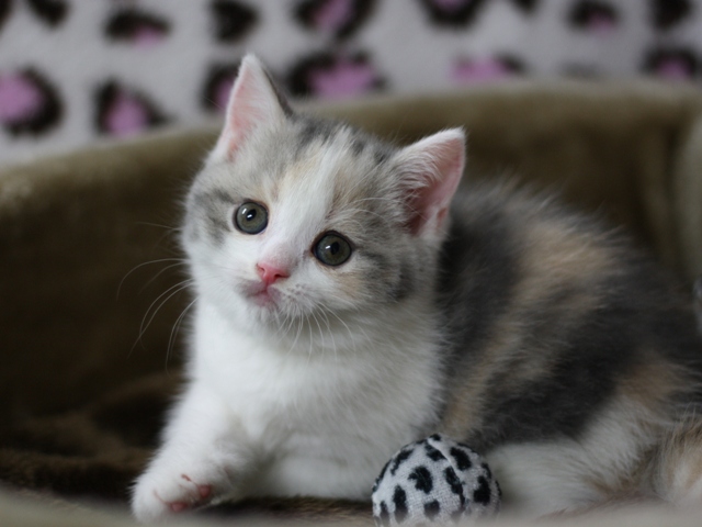 スコティッシュフォールドの子猫画像