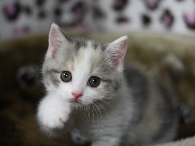 スコティッシュフォールドの子猫画像