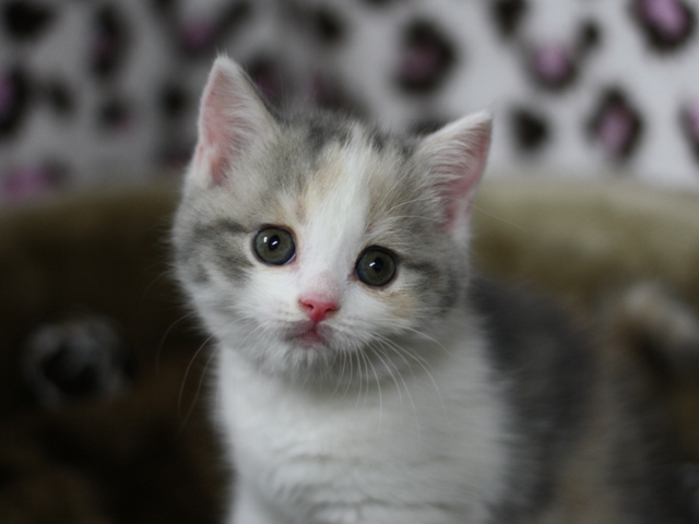 スコティッシュフォールドの子猫画像