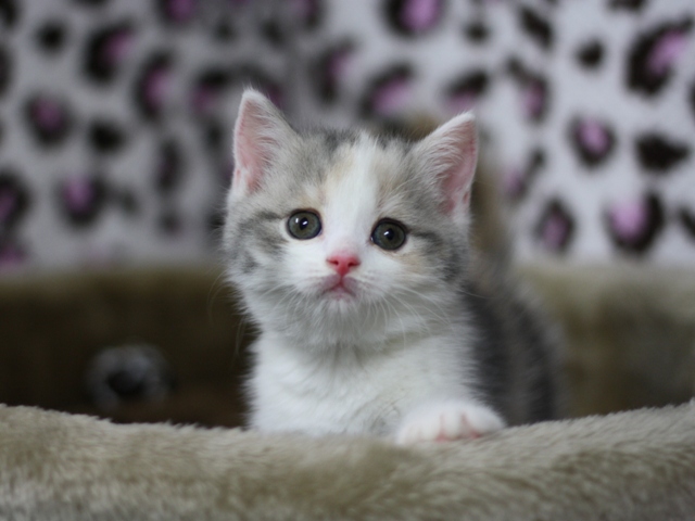 スコティッシュフォールドの子猫画像