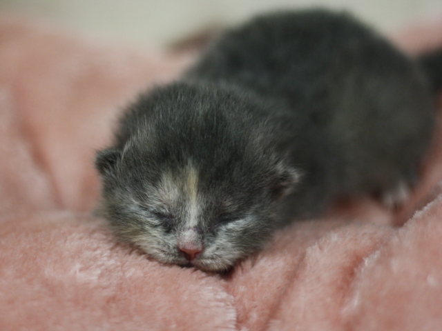 スコティッシュフォールドの子猫画像