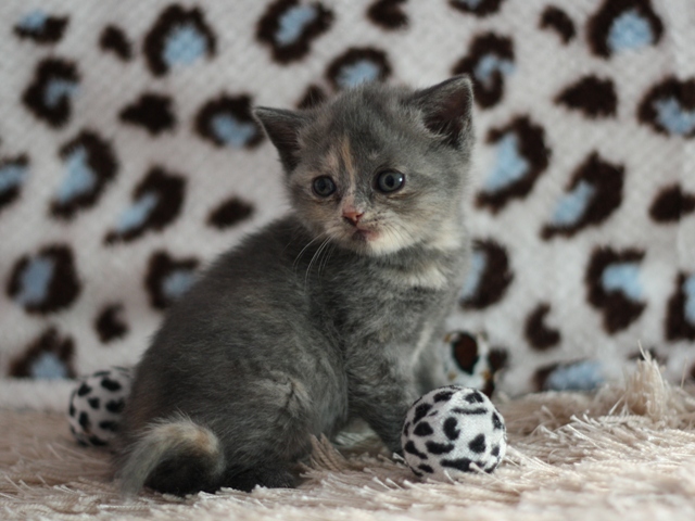 スコティッシュフォールドの子猫画像