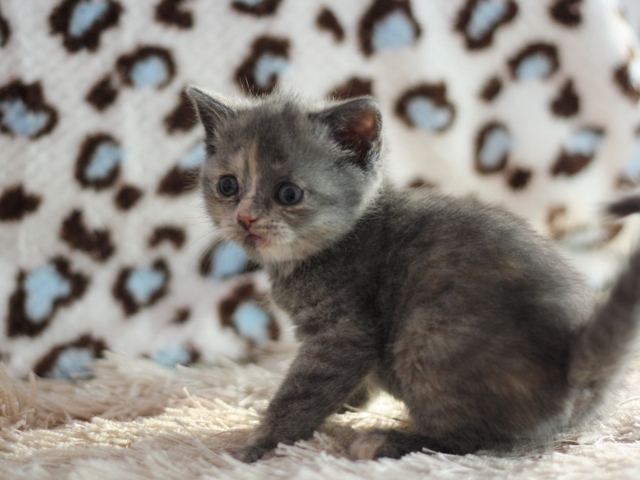スコティッシュフォールドの子猫画像