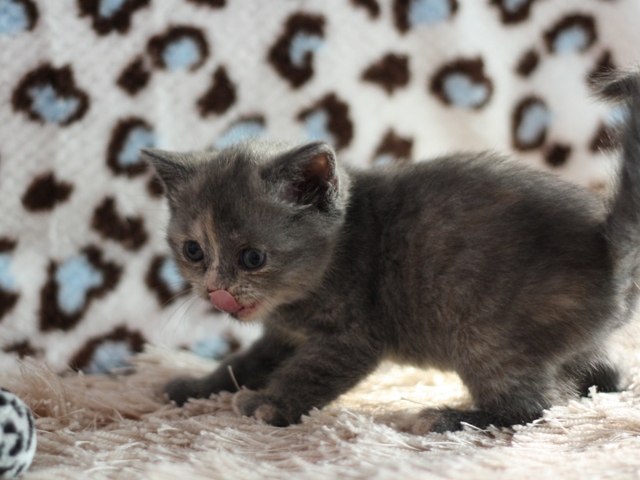 スコティッシュフォールドの子猫画像