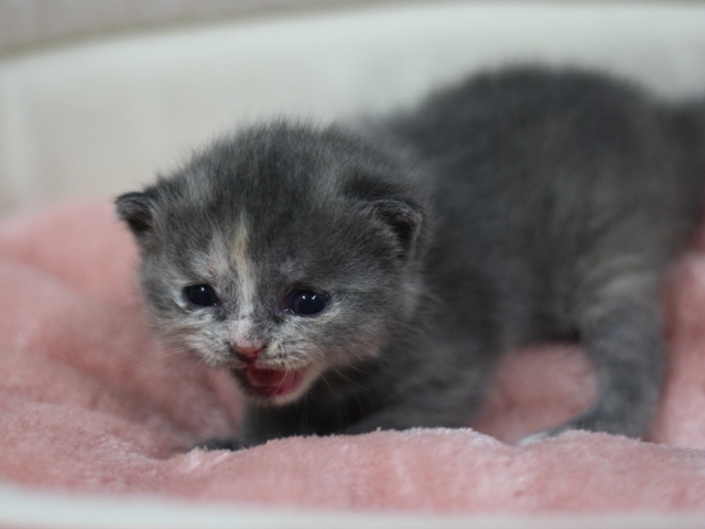 スコティッシュフォールドの子猫画像