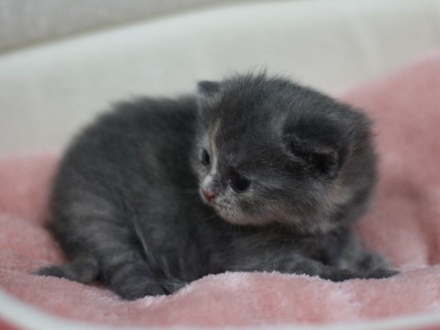 スコティッシュフォールドの子猫画像