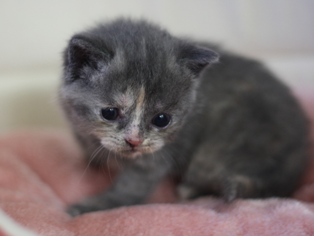 スコティッシュフォールドの子猫画像
