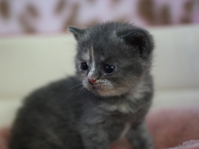 スコティッシュフォールドの子猫画像