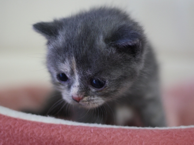 スコティッシュフォールドの子猫画像