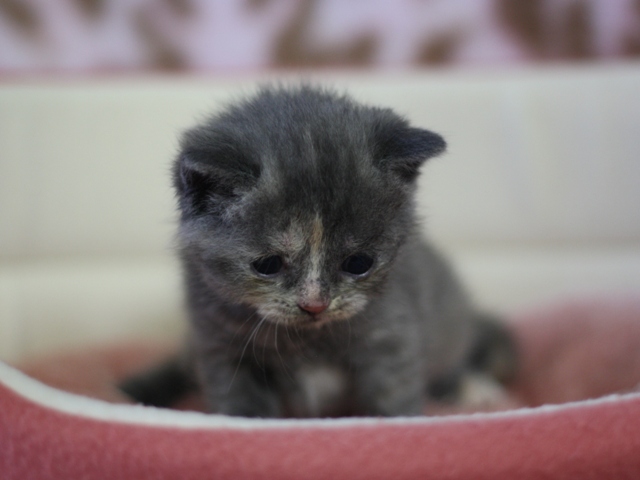 スコティッシュフォールドの子猫画像
