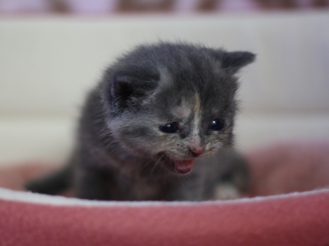 スコティッシュフォールドの子猫画像