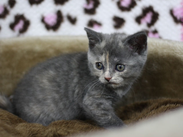 スコティッシュフォールドの子猫画像