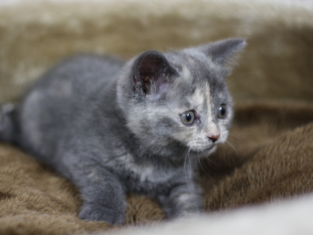 スコティッシュフォールドの子猫画像