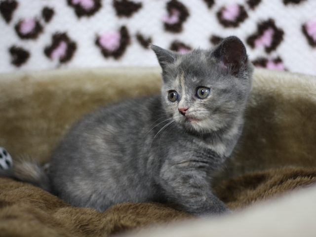 スコティッシュフォールドの子猫画像