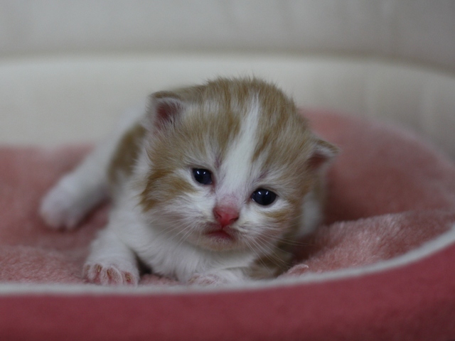 スコティッシュフォールドの子猫画像