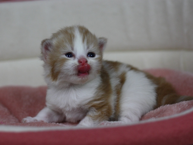 スコティッシュフォールドの子猫画像