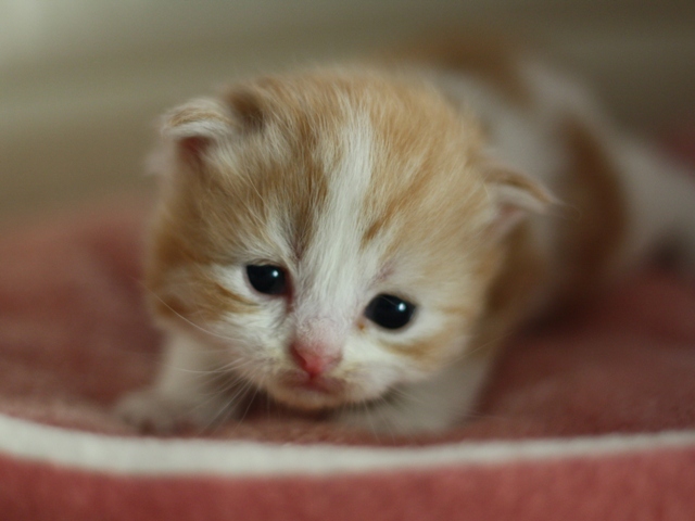 スコティッシュフォールドの子猫画像
