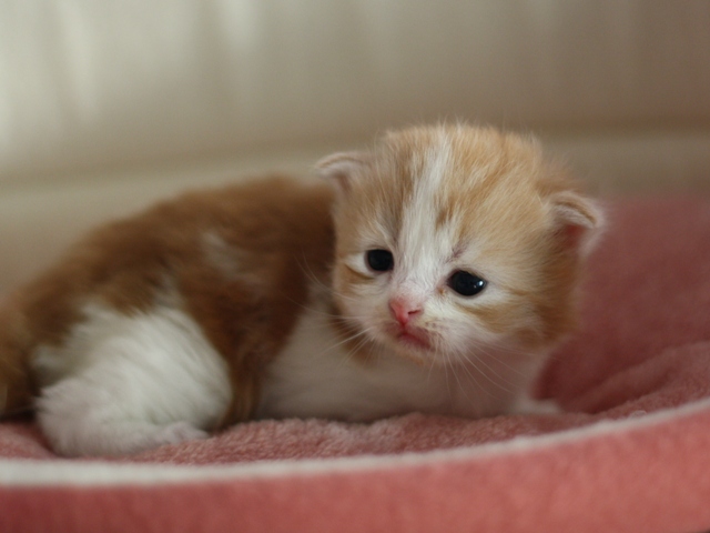 スコティッシュフォールドの子猫画像