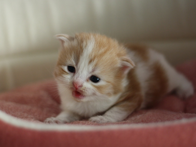 スコティッシュフォールドの子猫画像