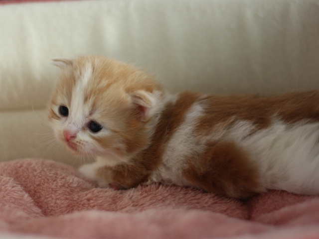 スコティッシュフォールドの子猫画像