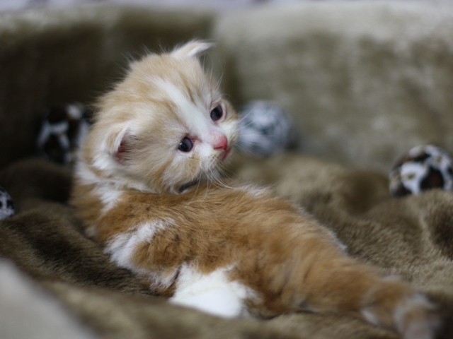 スコティッシュフォールドの子猫画像