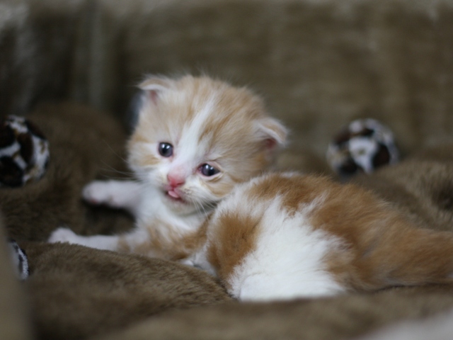 スコティッシュフォールドの子猫画像