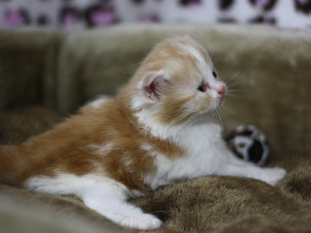 スコティッシュフォールドの子猫画像