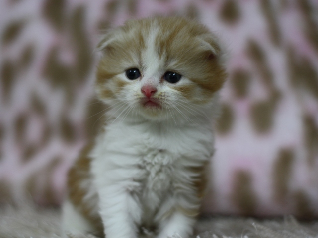 スコティッシュフォールドの子猫画像