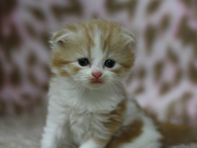 スコティッシュフォールドの子猫画像
