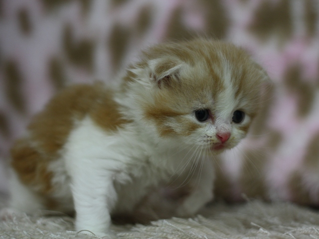 スコティッシュフォールドの子猫画像