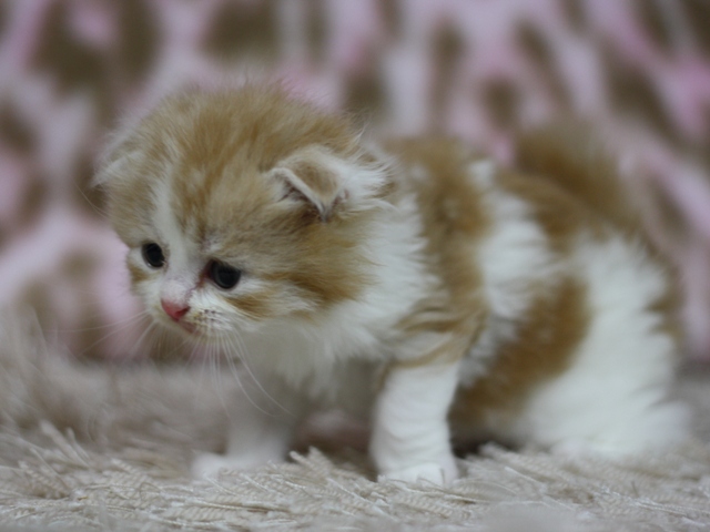 スコティッシュフォールドの子猫画像
