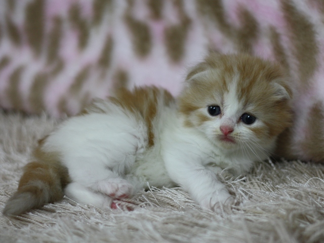 スコティッシュフォールドの子猫画像