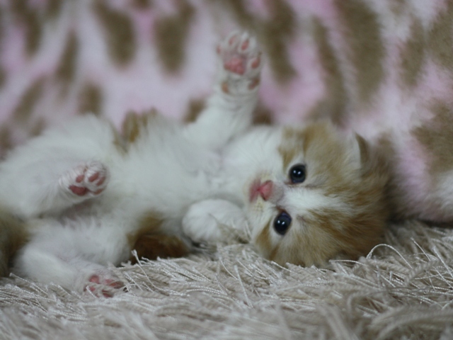 スコティッシュフォールドの子猫画像