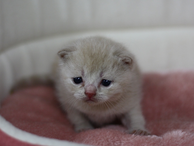 スコティッシュフォールドの子猫画像