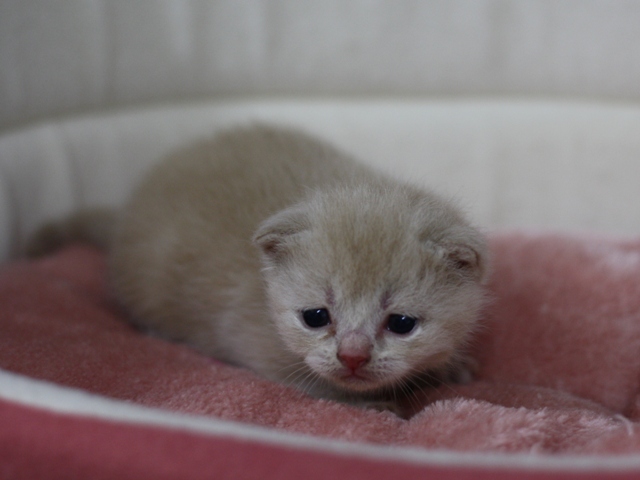 スコティッシュフォールドの子猫画像