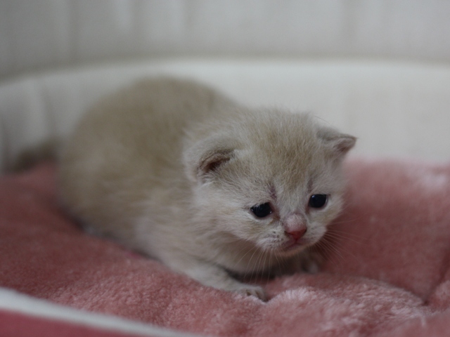 スコティッシュフォールドの子猫画像