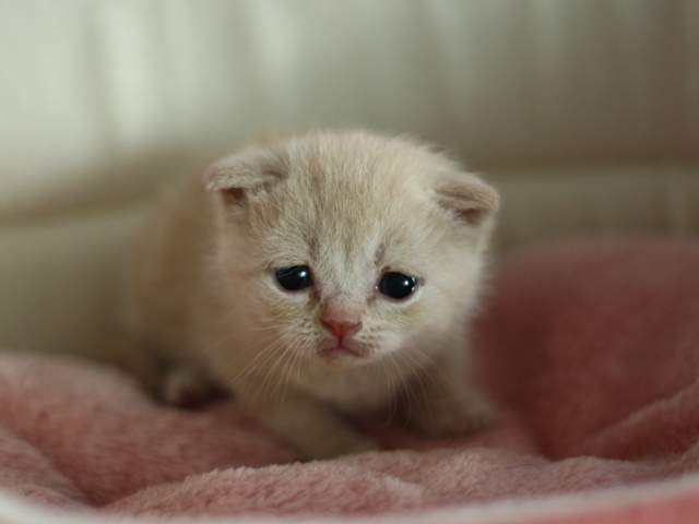 スコティッシュフォールドの子猫画像