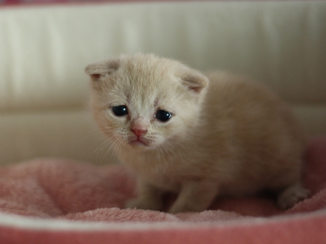 スコティッシュフォールドの子猫画像