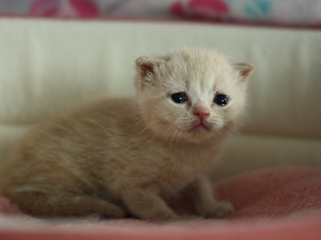 スコティッシュフォールドの子猫画像