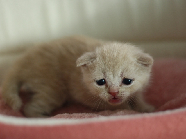 スコティッシュフォールドの子猫画像