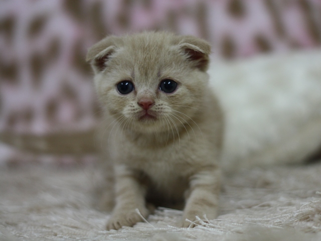 スコティッシュフォールドの子猫画像
