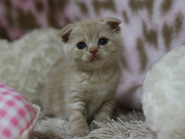 スコティッシュフォールドの子猫画像