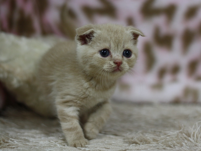 スコティッシュフォールドの子猫画像