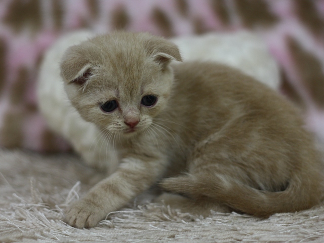 スコティッシュフォールドの子猫画像