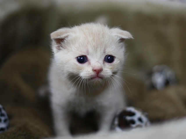 スコティッシュフォールドの子猫画像
